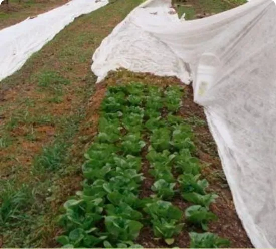 作物保護のための UV 処理を施した幅 36 メートルの PP 農業用スパンボンド不織布